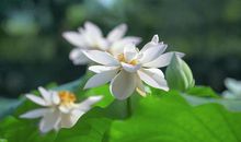 从2020年起，运势一路大涨，事业节节高升，财运红火的四生肖