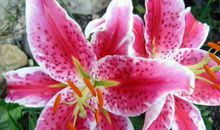 2019年大运到家门，做什么都顺，干什么都赚，财运逆天的生肖