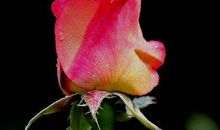 11月25,26,27号起运势爆棚，事业顺利，富贵有余的生肖