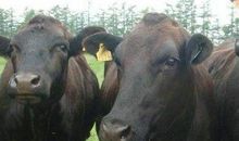 2021年属牛本命年运势好吗,牛年本命年运势不好怎么办