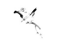 2020鼠年火命人桃花运好不好，女命有主动追求异性之象