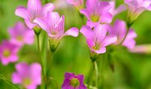 赚钱挡不住，进账丰厚的生肖，11月起捞金捞银，越来越富足