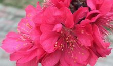 事业发达，事事一顺百顺的生肖，11月起喜事不断，福报连连