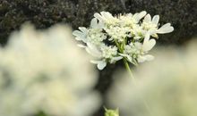 3月达成自己心愿，三大生肖，实现财富自由，爱情甜蜜