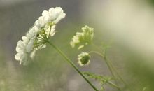 3月彩云追日，吉星高照，发大财，人人羡慕三生肖