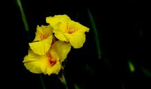 11月下旬运势得提高，财运缠身，横财旺上加旺，一发再发的四属相