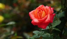 恭喜4生肖吃香喝辣，11月财帛不缺，未来将会有一番作为