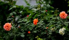 对爱情谨慎认真，一旦喜欢上一个人会非常深情专一的属相