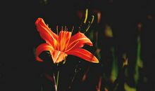 未来半月出门迎财神，横财发不停，大财小财根本停不下来的四属相