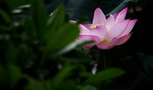 11月13号开始惊喜不断，好运旺到爆棚，大吉大利赚大钱的四属相