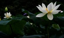 11月13号起颇受财神眷顾，财神贵人齐助力，财运水涨船高的四属相