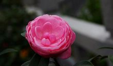 11月15号起运势爆棚，各方面大放异彩，四属相横财滔天，富贵盈门