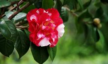 11月财神进门，财气横生，横财滚滚来，收获意外之财的四属相