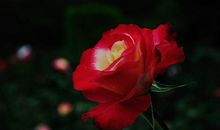 11月13号起横财运大发，惊喜不竭来，发横财，桃花旺的四属相