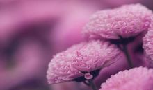 11月下旬家有财神广进财，从此财富一波接一波，诸事大吉的生肖