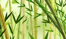 11月前途光明，万事大吉，好运接踵而至的四大生肖