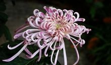 家中有此生肖！未来7天机遇不断，财富缠身，双喜临门，要发财