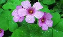 好运扎堆进家门，生活甜又甜的生肖，11月横财多见，人人都羡慕