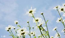 11月8日生肖运势，财星降临，有了异性好友的帮助想不赚钱都难啊