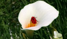 未来两个月吉星入命，横财入账，钱财如流水进账的四属相