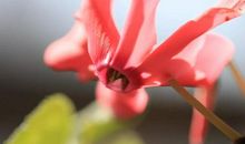 明天起，富贵挤进门，大运滚滚一飞冲天，3生肖喜上加喜，大富大贵躲不掉