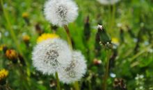 未来三个月正财运还是横财运都很旺盛，事业能够事半功倍的四属相