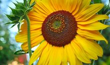 11月初，好事临门，财运旺盛，桃花朵朵开的3个生肖