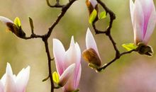 赚钱越来越多，富贵无双的生肖，11月起万事皆顺，日子辉煌无比