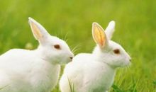 生肖兔和生肖鸡的合财吗？