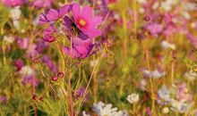 1941年的生肖何时好运(图文)