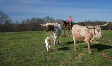 1973年生肖牛一生的运势