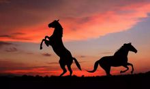 十二生肖2020年事业运大揭秘！