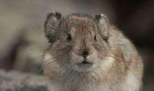 属鼠本命年真的不好吗？ 36岁本命年属鼠如何转运？