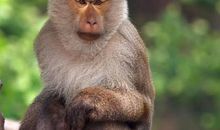 1980年属猴人2021年运势男 80年出生42岁生肖猴男今年运气如何