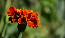 未来两年财神眷顾，贵人相帮，将会迎来滚滚财帛的四属相