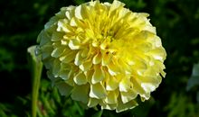 4月下旬起吉星庇佑，喜鹊枝头喳喳叫，财运乐观的四属相