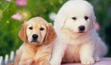 1958年属狗的人2021年运势 刑太岁64岁佩戴什么吉祥物好