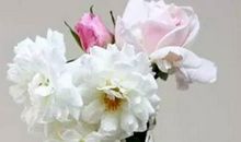 2020年农历八月,九月和十月生肖属猴和生肖属狗最佳订婚吉日