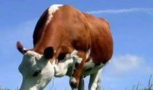 属牛的2021年运势运程 牛年属牛人每月运程详解