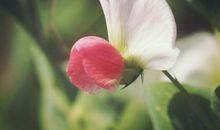 未来半月吉星庇佑，身边多贵人相助，横财正财连旺的四属相