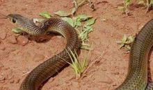 属蛇的2021年运势运程 牛年属蛇人每月运程详解