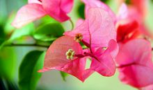 下周起财运大爆发，偏财入命来，事业步步高升，财富如云的四属相