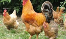 属鸡的2021年运势运程 牛年属鸡人每月运程详解