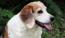 属狗的2021年运势运程 牛年属狗人每月运程详解