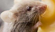 属鼠的2021年运势运程 牛年属鼠人每月运程详解