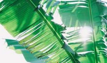 大年初一开始，用麻布袋装大钱，4生肖刮财风、下钱雨