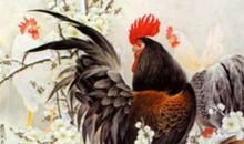 2020年5月属鸡运势，事业运势比较糟糕，但爱情运势有所转机