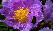 在5月下旬，行事果断，重情重义，认真负责的三大星座