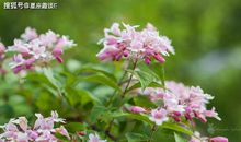 在3月下旬，为爱执着，深情守候，迎接美好的三大星座