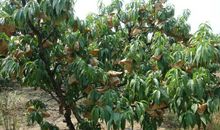 墙头草两边倒的生肖女